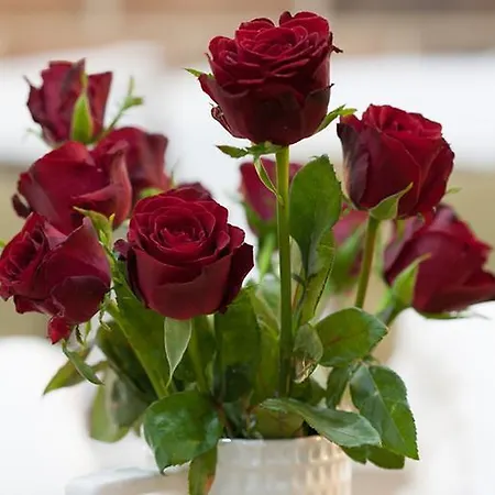 Daire Belle - Square 8 *